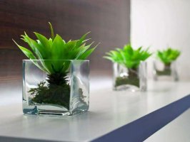 辦公室裝修中植物風(fēng)水?dāng)[設(shè)的講究